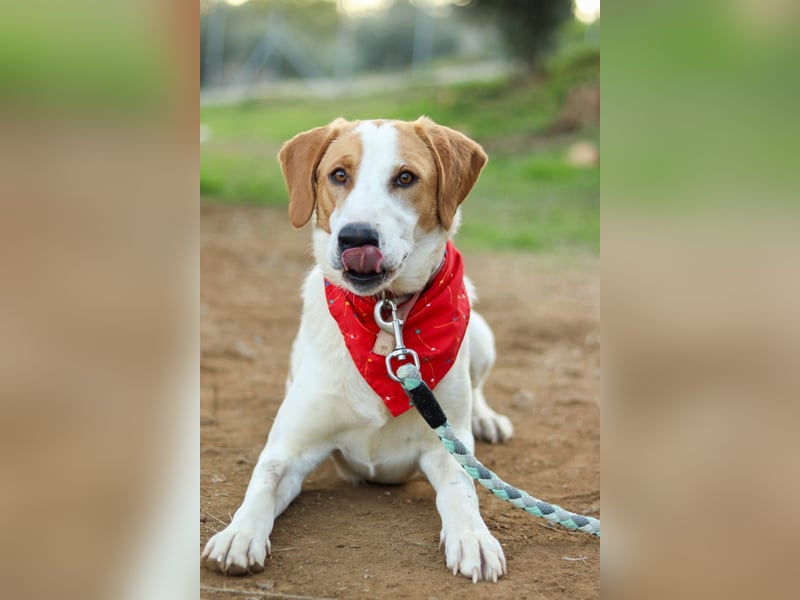 Jerry – junger, liebevoller Rüde sucht ein geborgenes Zuhause