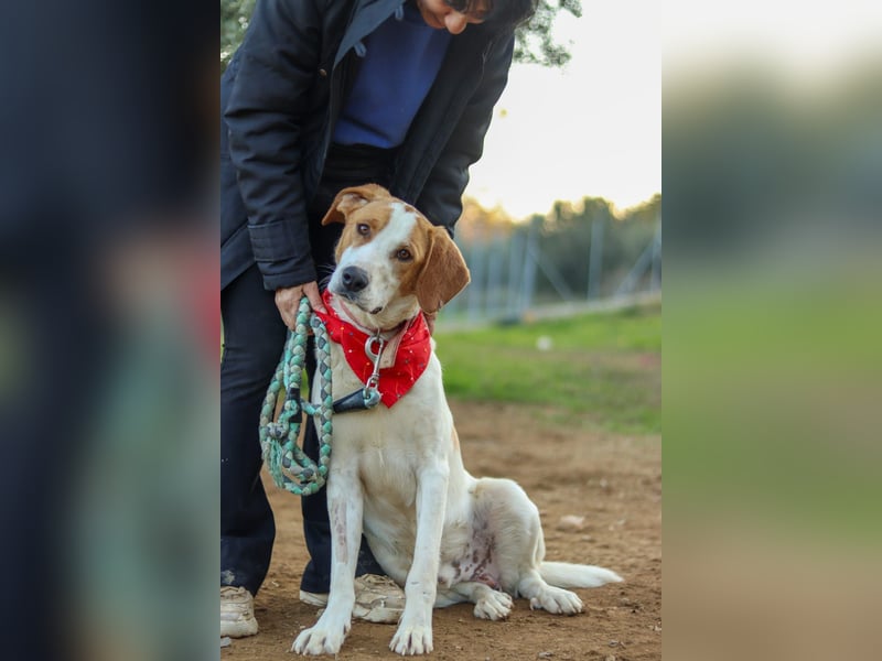 Jerry – junger, liebevoller Rüde sucht ein geborgenes Zuhause