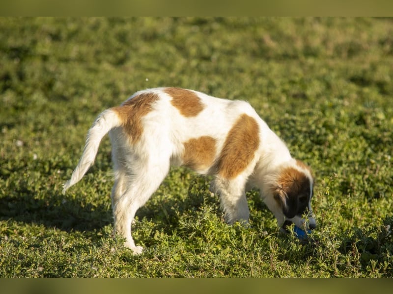 Oreo sucht sein Für-immer-Zuhause
