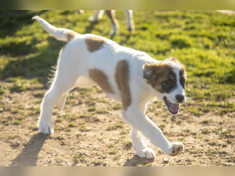 Oreo sucht sein Für-immer-Zuhause