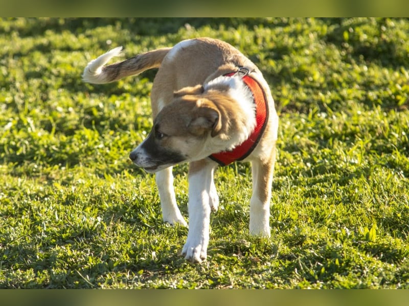 Bonni sucht ihr Für-immer-Zuhause