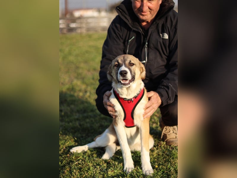 Bonni sucht ihr Für-immer-Zuhause