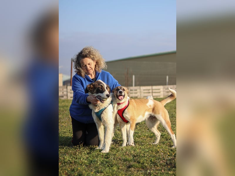 Bonni sucht ihr Für-immer-Zuhause