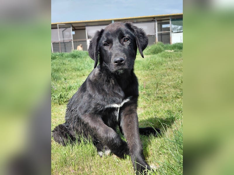 Maira sucht ihr Für - Immer - Zuhause