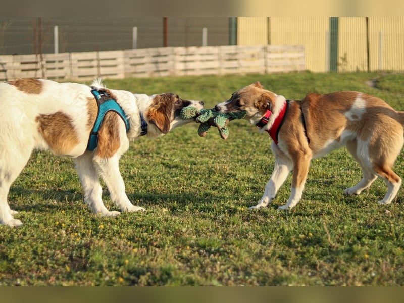 Bonni sucht ihr Für-immer-Zuhause