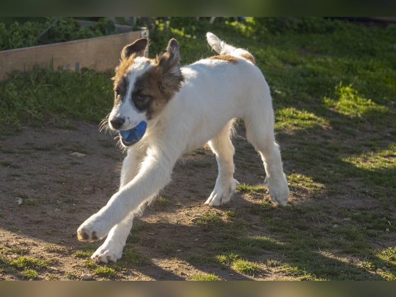 Oreo sucht sein Für-immer-Zuhause