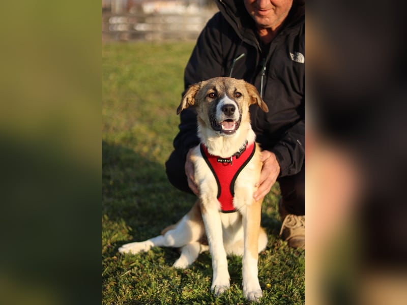 Bonni sucht ihr Für-immer-Zuhause