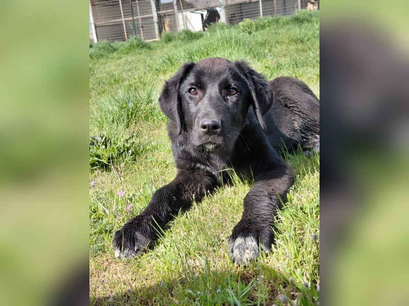 Maira sucht ihr Für - Immer - Zuhause