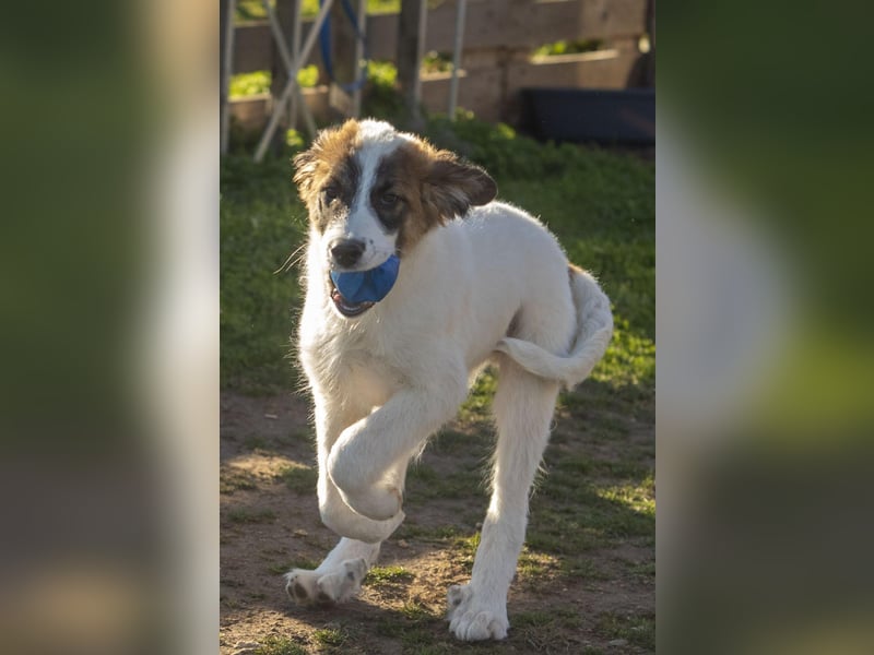 Oreo sucht sein Für-immer-Zuhause