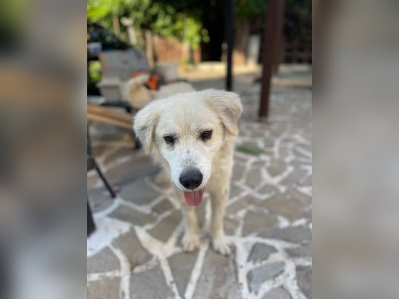 Atlas - Sanfter Kämpfer sucht sein Für-Immer-Zuhause