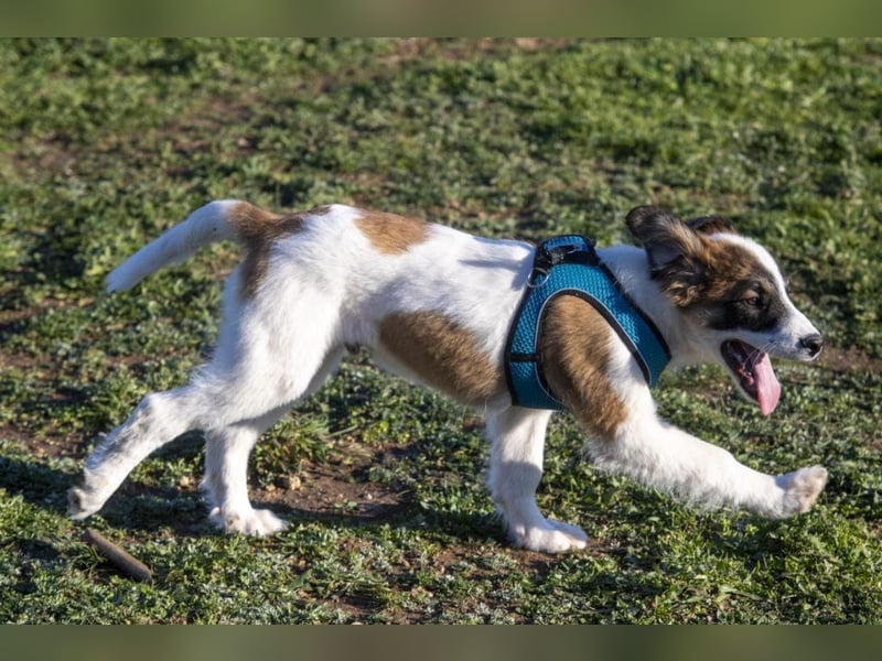 Oreo sucht sein Für-immer-Zuhause