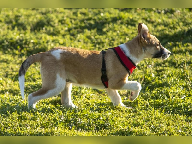 Bonni sucht ihr Für-immer-Zuhause
