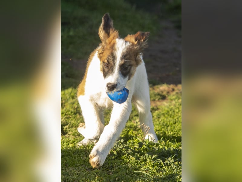 Oreo sucht sein Für-immer-Zuhause