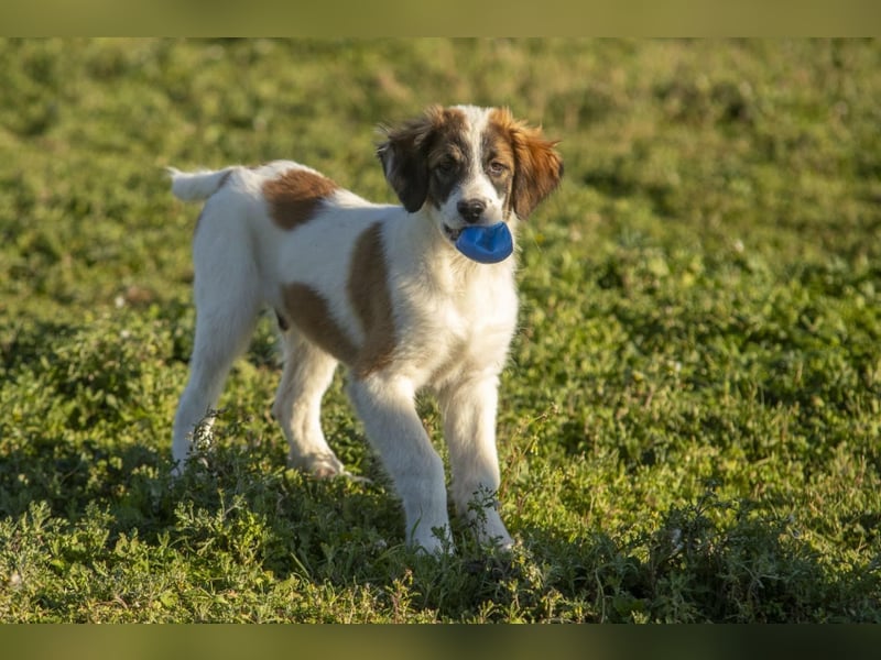 Oreo sucht sein Für-immer-Zuhause
