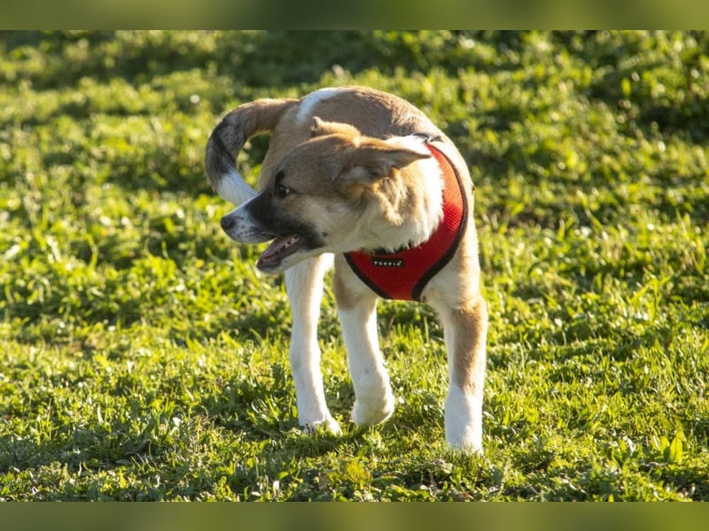 Bonni sucht ihr Für-immer-Zuhause