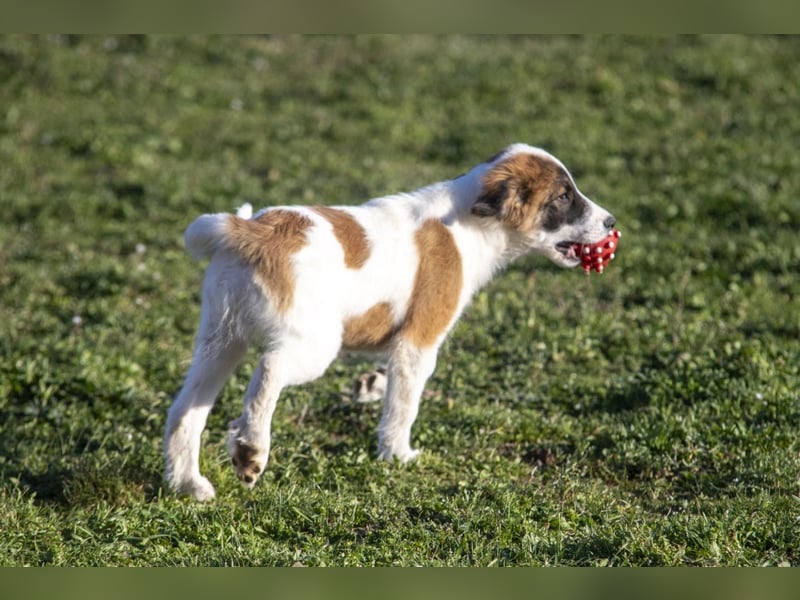 Oreo sucht sein Für-immer-Zuhause