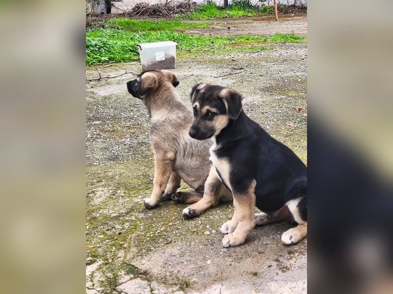 Theo – kleiner Kämpfer sucht großes Glück