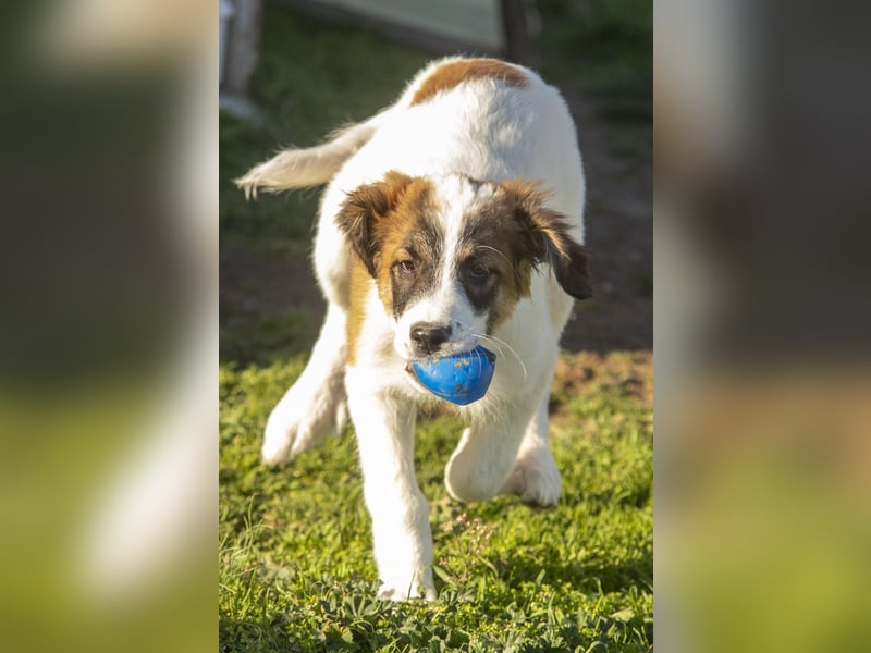 Oreo sucht sein Für-immer-Zuhause