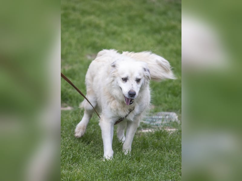 Atlas - Sanfter Kämpfer sucht sein Für-Immer-Zuhause