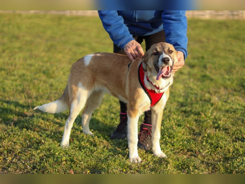 Bonni sucht ihr Für-immer-Zuhause