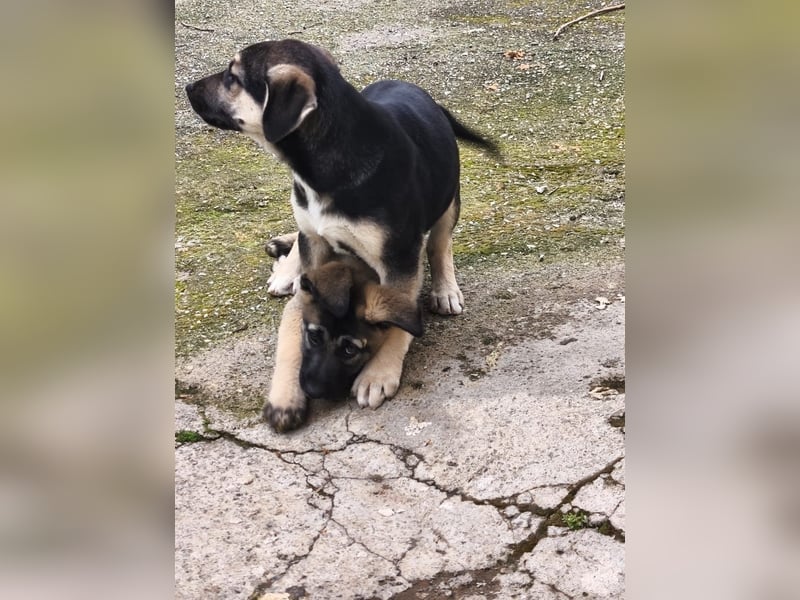 Theo – kleiner Kämpfer sucht großes Glück