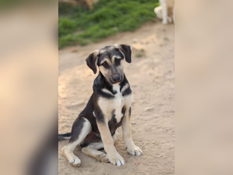 Theo sucht sein Für-immer Zuhause