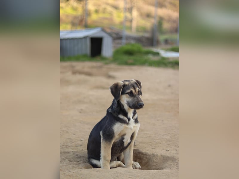Theo sucht sein Für-immer Zuhause