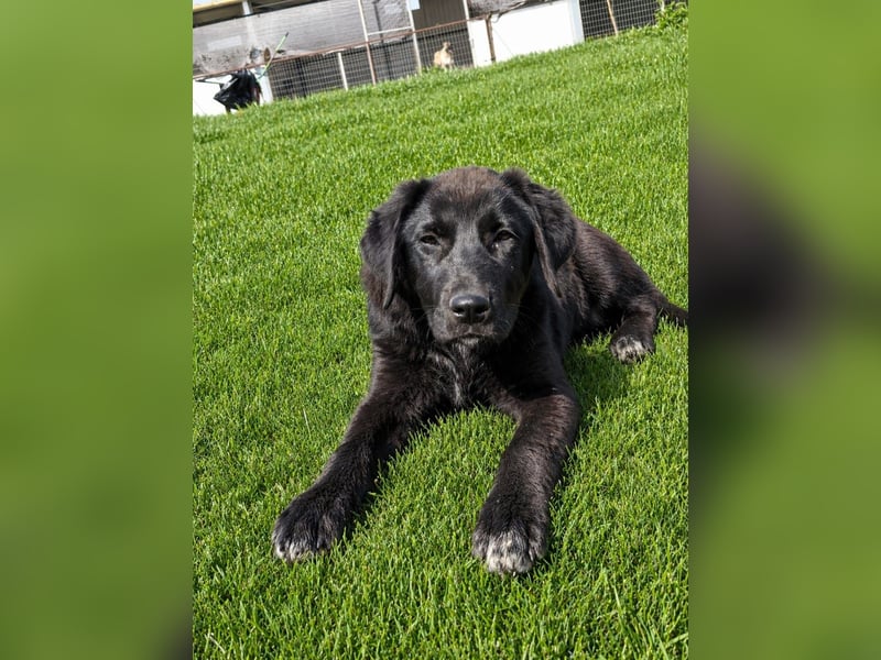 Maira sucht ihr Für - Immer - Zuhause