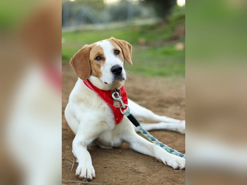 Jerry – junger, liebevoller Rüde sucht ein geborgenes Zuhause