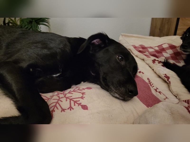 Maya - liebevolle, sanfte Hündin sucht ihre Familie