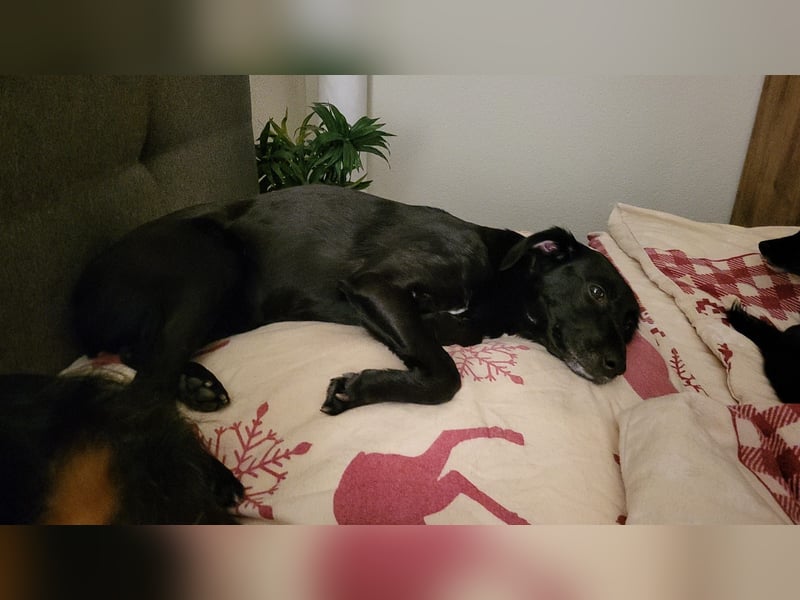 Maya - liebevolle, sanfte Hündin sucht ihre Familie