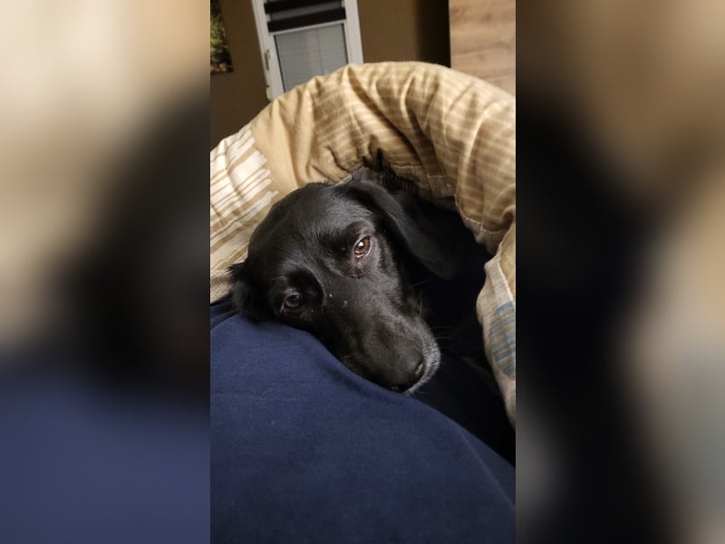 Maya - liebevolle, sanfte Hündin sucht ihre Familie