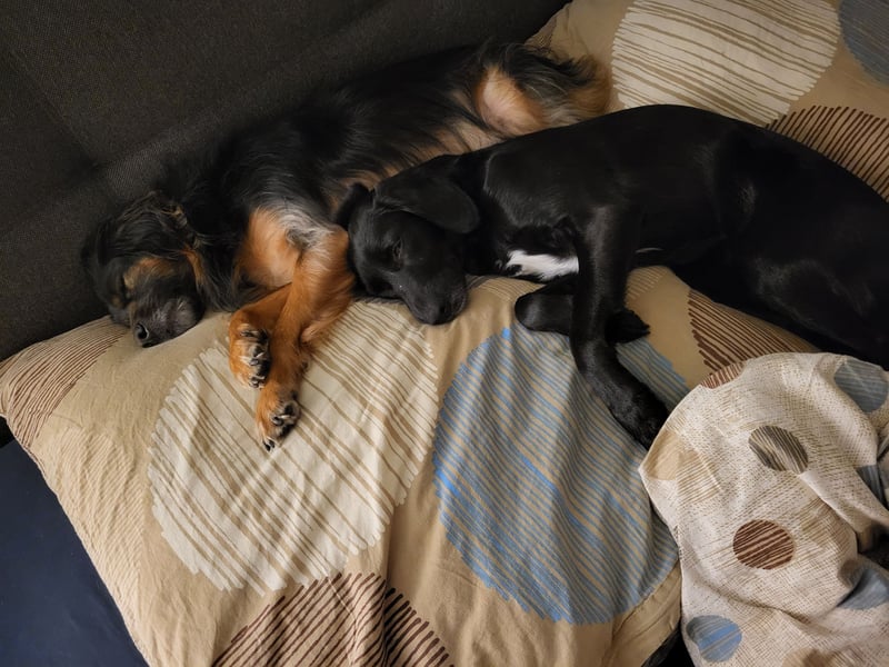 Maya - liebevolle, sanfte Hündin sucht ihre Familie