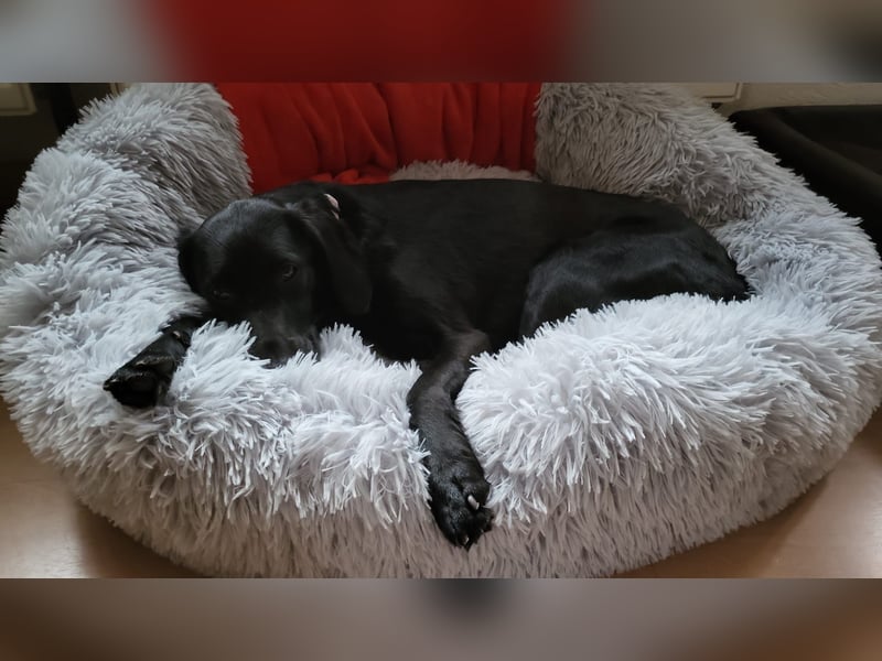 Maya - liebevolle, sanfte Hündin sucht ihre Familie