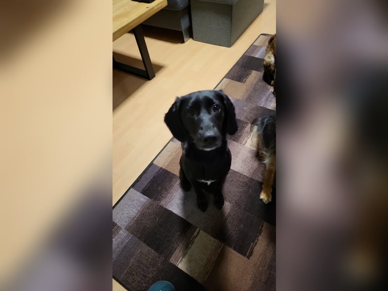 Maya - liebevolle, sanfte Hündin sucht ihre Familie