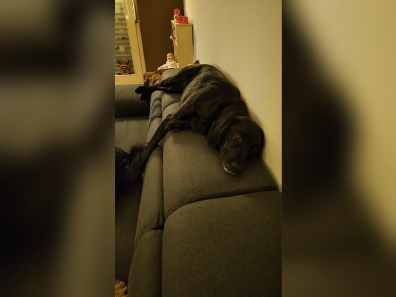 Maya - liebevolle, sanfte Hündin sucht ihre Familie