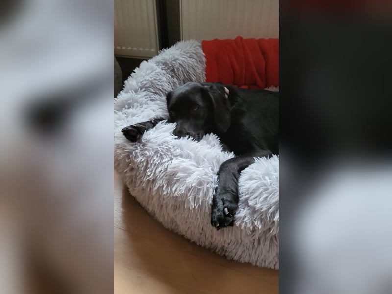 Maya - liebevolle, sanfte Hündin sucht ihre Familie