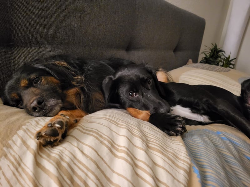 Maya - liebevolle, sanfte Hündin sucht ihre Familie