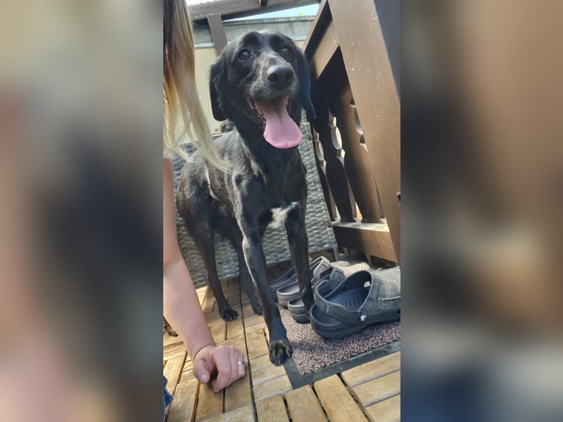 Maya - liebevolle, sanfte Hündin sucht ihre Familie