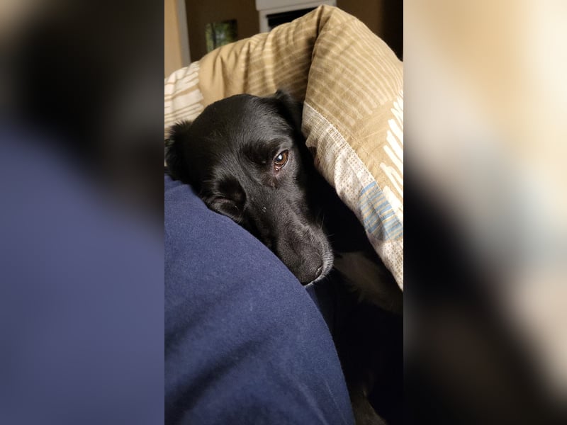 Maya - liebevolle, sanfte Hündin sucht ihre Familie