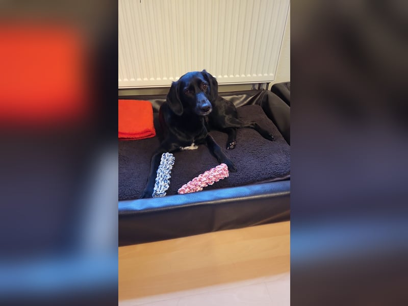 Maya - liebevolle, sanfte Hündin sucht ihre Familie