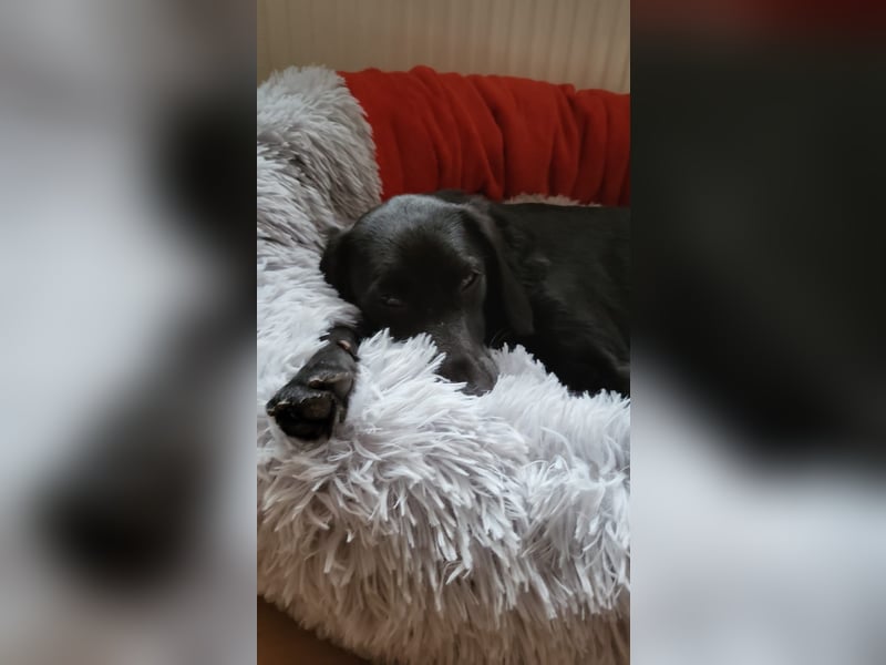 Maya - liebevolle, sanfte Hündin sucht ihre Familie