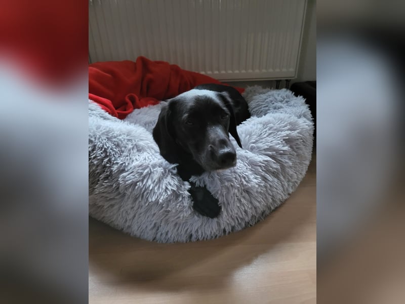 Maya - liebevolle, sanfte Hündin sucht ihre Familie