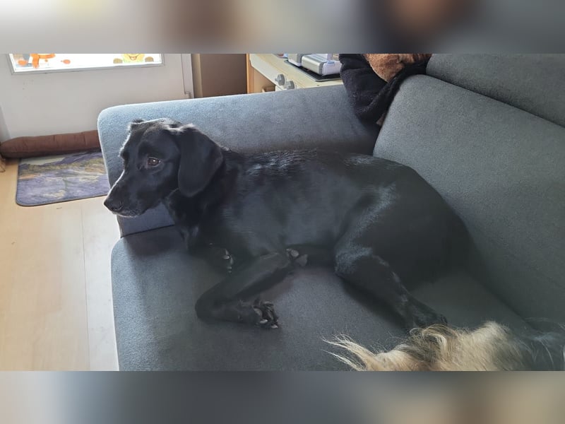 Maya - liebevolle, sanfte Hündin sucht ihre Familie