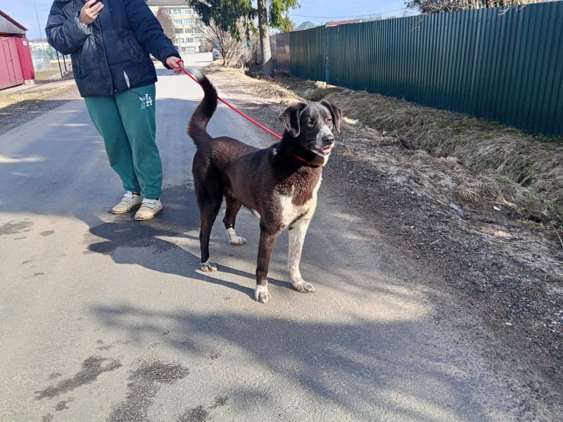 Bardi: eine großherzige Hundedame wünscht sich Familienanschluss