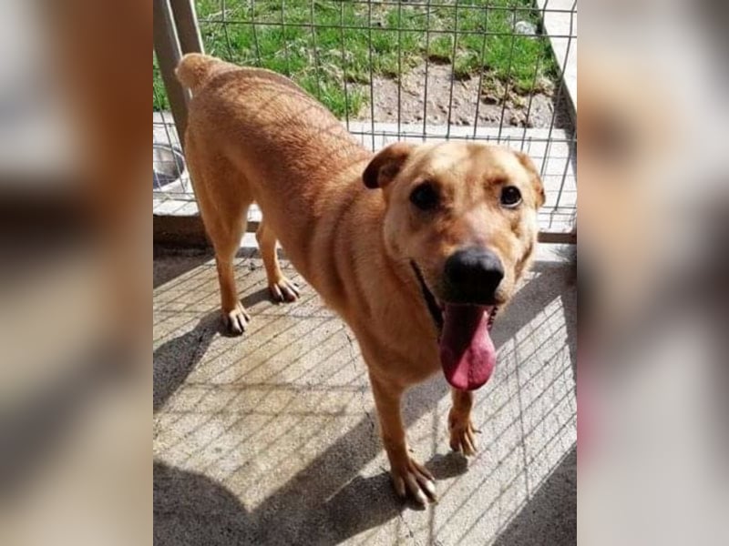 Ethan, ein wahres Goldstück