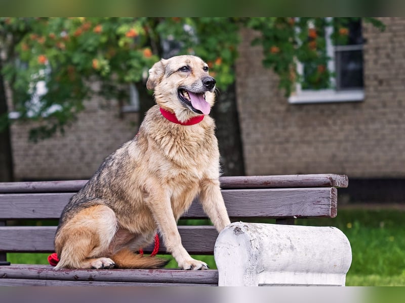 Die liebe und freundliche Zara wünscht sich schon lange ein Zuhause