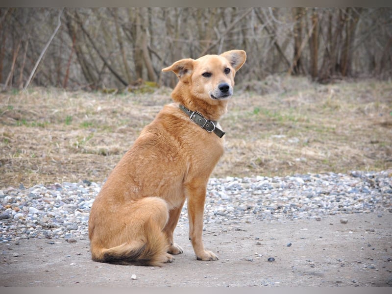 Timmy: Vom Schattenhund zum Herzensbrecher
