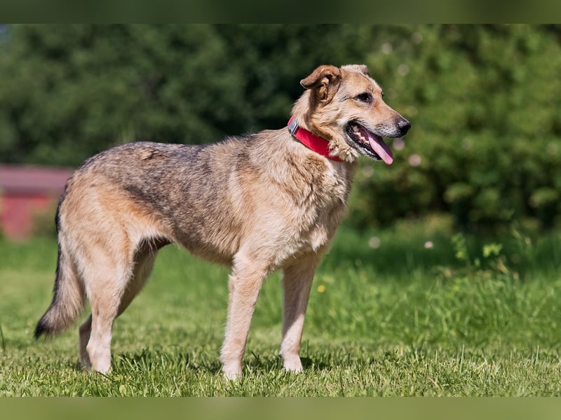 Die liebe und freundliche Zara wünscht sich schon lange ein Zuhause