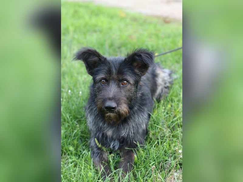 Fröhlicher Heart sucht ein Körbchen